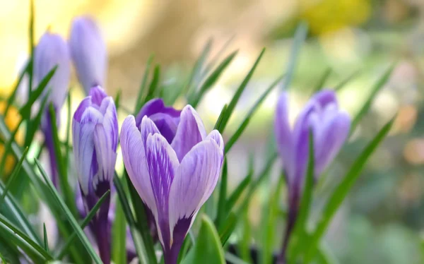 Pretty crocus — Stock Photo, Image