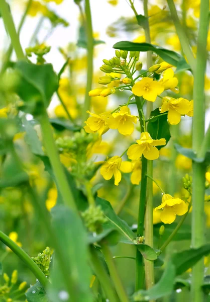 Flores de colza — Fotografia de Stock