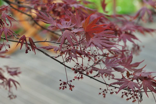 Japanese maple on terrace — Stock Photo, Image