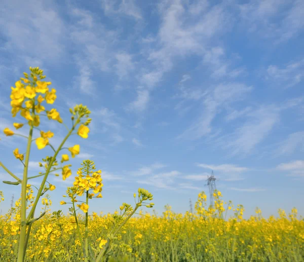 Colza en flor — Foto de Stock