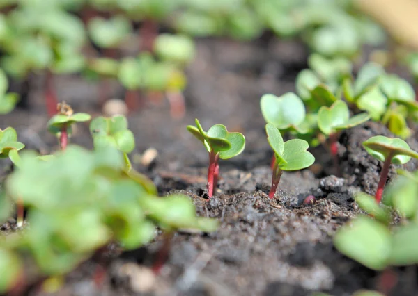 Radish sprout — Stock Photo, Image