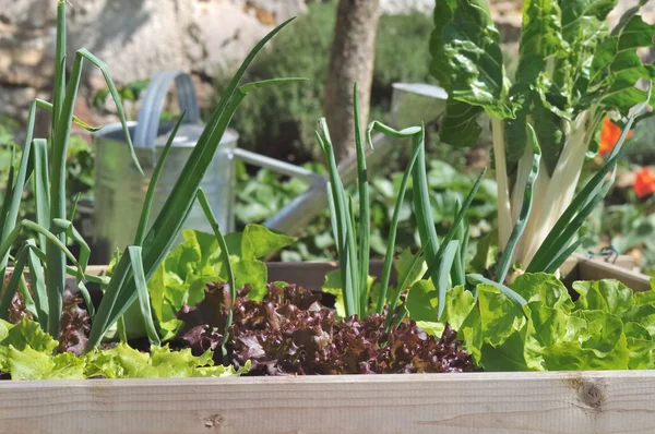 Kebun sayuran persegi — Stok Foto