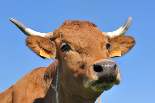 Linda vaca marrón — Foto de Stock