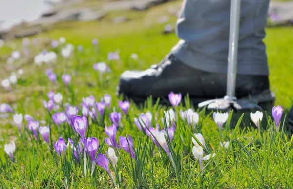 Hikking in wild crocus — Stock Photo, Image