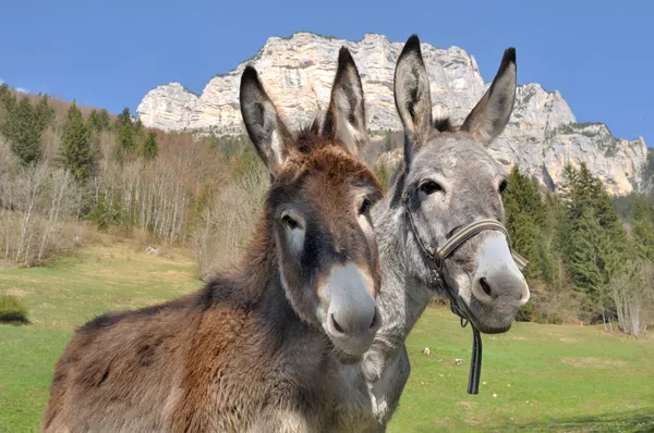 Porträt zweier niedlicher Esel Stockbild