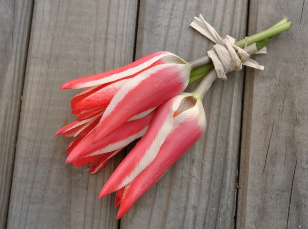 Little red tulips — Stock Photo, Image