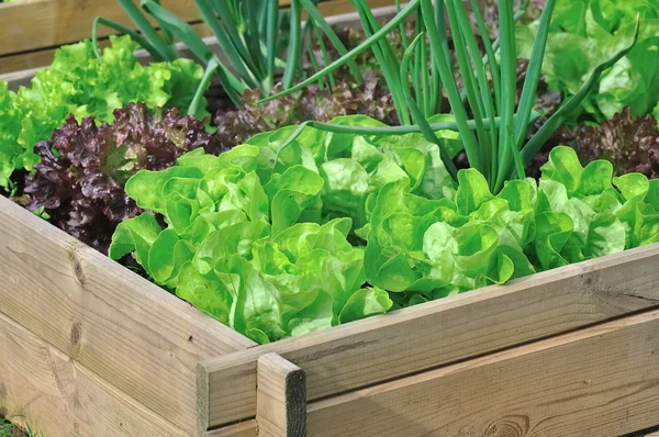 Salat im Gemüsebeet lizenzfreie Stockbilder