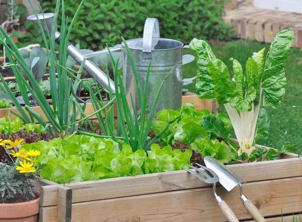 Várias alfaces e legumes em remendo vegetal — Fotografia de Stock