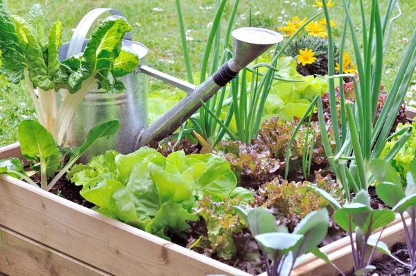 Petit patch de légumes — Photo