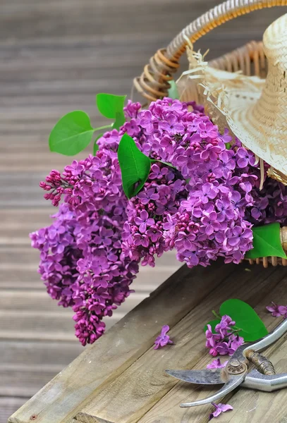 Lilás em uma cesta com chapéu — Fotografia de Stock