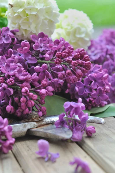 라일락 꽃 — 스톡 사진