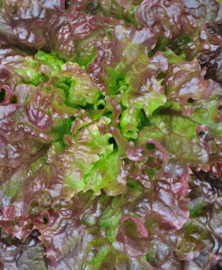 yeşillik salatası arka plan 