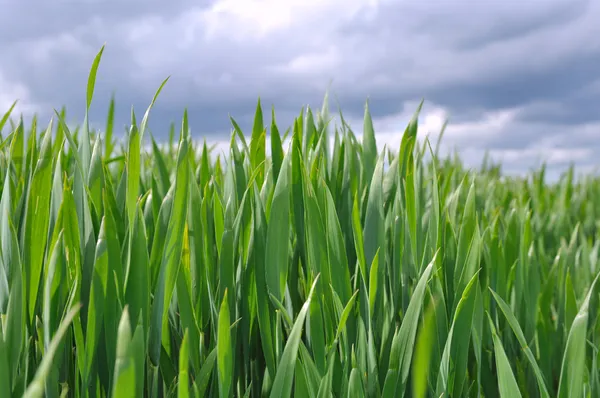 Trigo verde — Fotografia de Stock