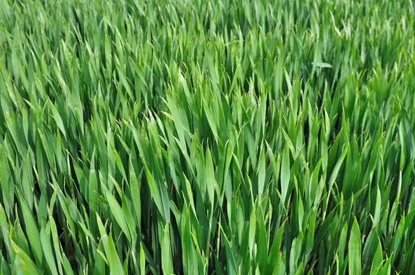 Grüner Weizen — Stockfoto