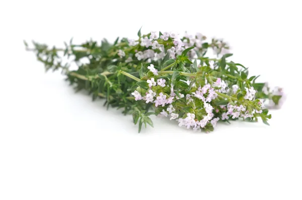 Bouquet of thyme — Stock Photo, Image