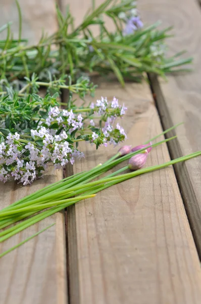 Piante aromatiche — Foto Stock