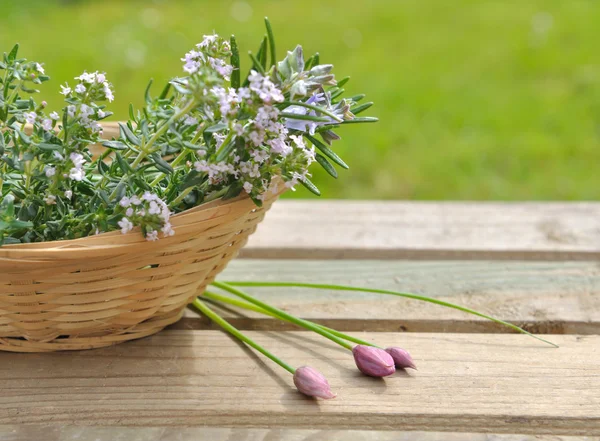 Aromatiske planter – stockfoto