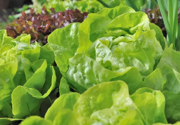 Leaves of lettuce — Stock Photo, Image