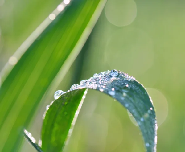 Blatt mit Tau bedeckt — Stockfoto