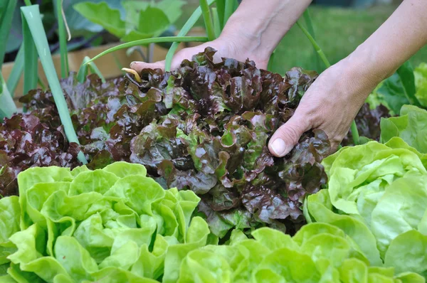 Salat ernten — Stockfoto