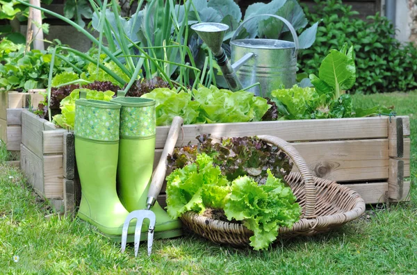 Geernteter Salat — Stockfoto