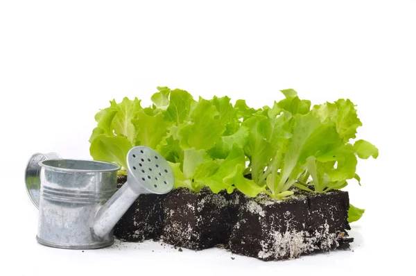 Rebentos de salada — Fotografia de Stock