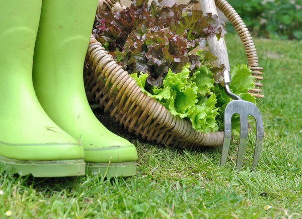 Lechuga en cesta — Foto de Stock