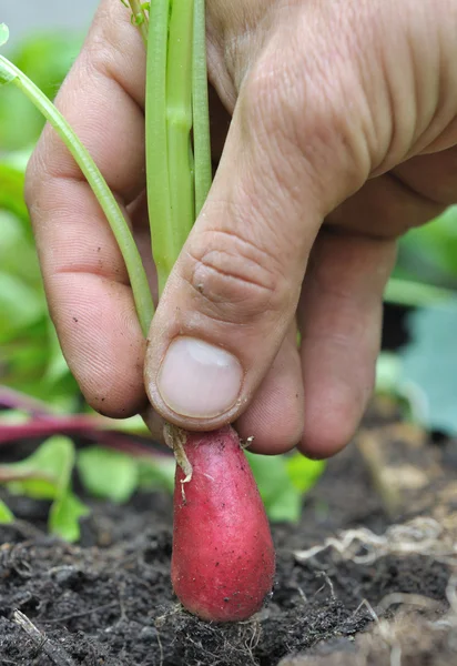 Picking radish — Stock Photo, Image