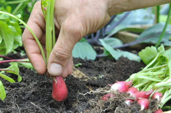 Picking radish — Stock Photo, Image