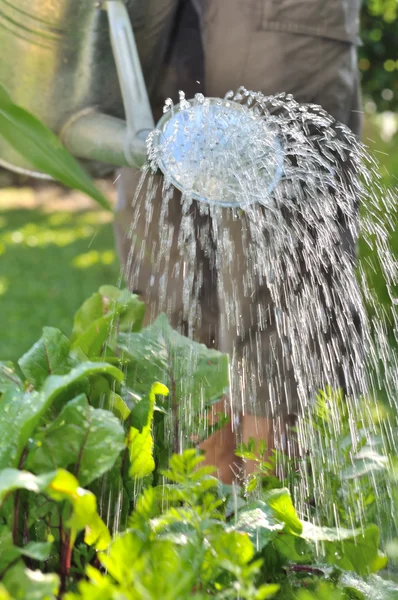 Watering garden — Stock Photo, Image
