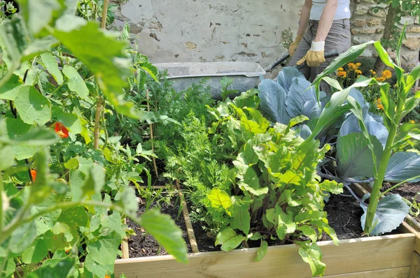 Berkebun dalam patch — Stok Foto