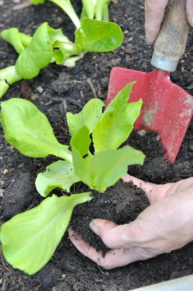 Planting lettuce — Stock Photo, Image