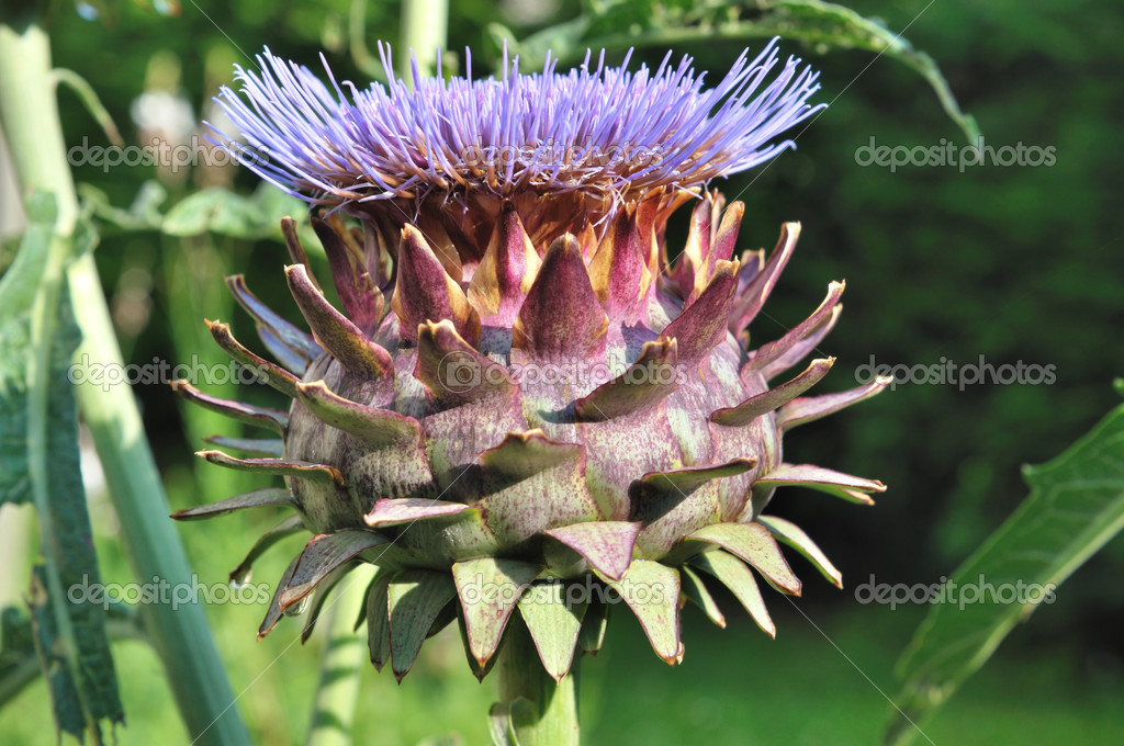 Artichoke flower — Stock Photo © sanddebeautheil 50135163