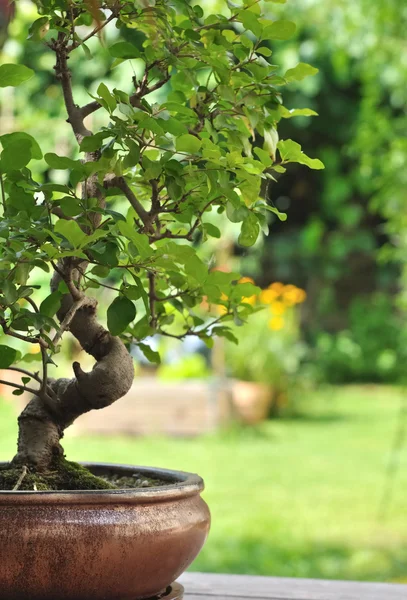 Bonsai — Stok fotoğraf