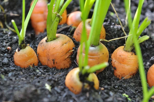 Crescimento de cenouras — Fotografia de Stock