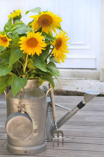 Zonnebloemen in een blikje melk — Stockfoto