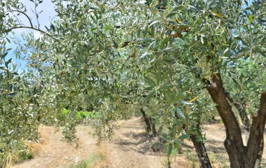 Provencal France 'ta bir meyve bahçesinde yetişen zeytin ağacının yaprağına yakın.