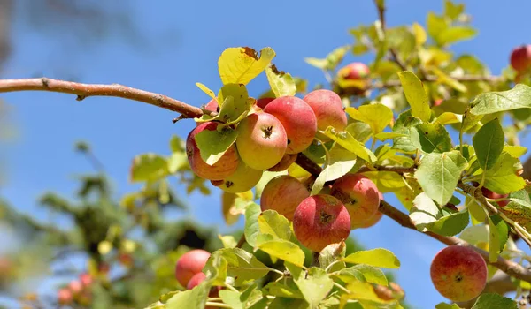 Branch Apple Tree Ripe Red Apples Blue Sky — Stock Photo, Image