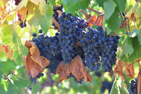 Close Bela Uva Preta Com Folha Marrom Crescendo Vinha Toscana — Fotografia de Stock