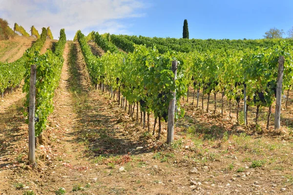 Vignoble Poussant Sur Une Colline Toscane Italie — Photo