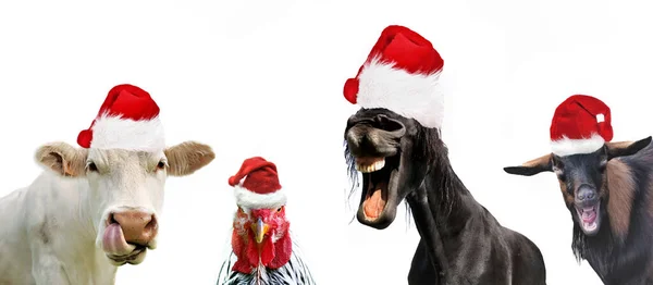 Arka Planda Noel Baba Şapkası Olan Bir Grup Komik Çiftlik — Stok fotoğraf
