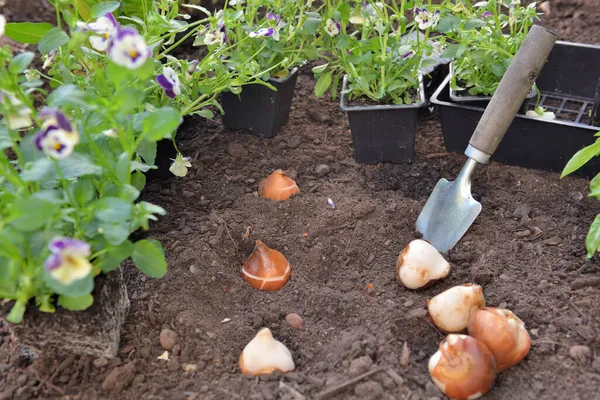 Paar Bollen Tulpen Grond Met Vioolbloemen Tuin Planten — Stockfoto