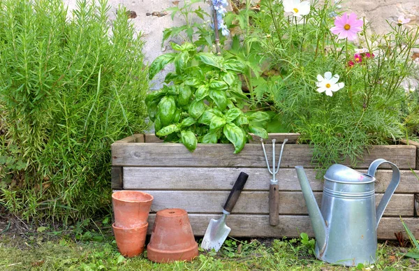 Piante Aromatiche Fiori Giardiniere Legno Con Attrezzi Giardinaggio — Foto Stock