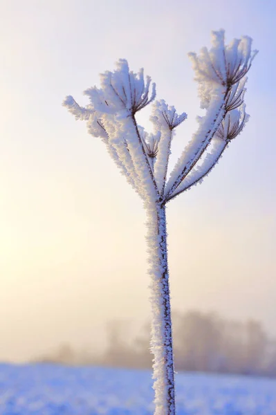 Der Nähe Von Wildpflanzen Auf Einem Eisbedeckten Feld Winter Bei — Stockfoto