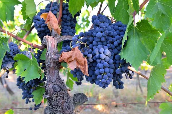 美丽的黑葡萄干生长在葡萄园里 — 图库照片