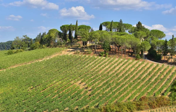 Vinha Crescendo Uma Colina Árvores Topo Toscana Itália — Fotografia de Stock