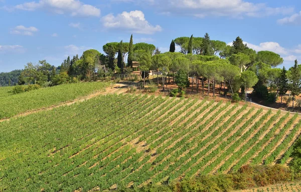 Vigneto Che Cresce Una Collina Alberi Cima Toscana Italia — Foto Stock