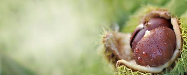 Kabuklu Taze Bir Chesnut Üzerinde Panoramik Görünüm Yeşil Arka Planda — Stok fotoğraf