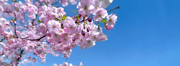 Όμορφα Ροζ Λουλούδια Κερασιάς Ανθίζουν Καθαρό Γαλάζιο Ουρανό — Φωτογραφία Αρχείου
