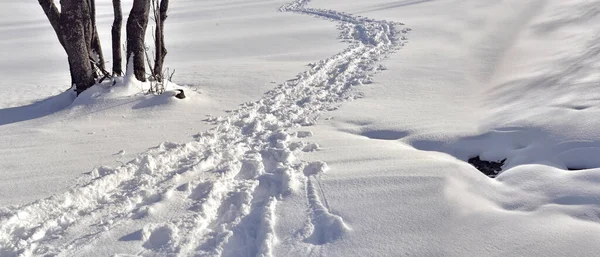 Sporen Verse Sneeuw Kruising Besneeuwd Landschap Panoramisch Uitzicht — Stockfoto
